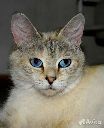 Британка в добрые руки