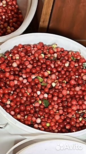 Брусника свежая