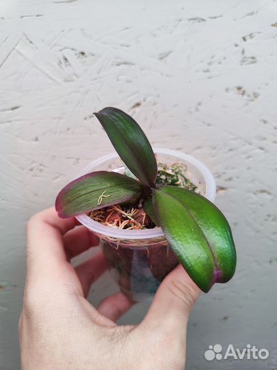 Орхидея фаленопсис Квиркл, виолацея, пиниф