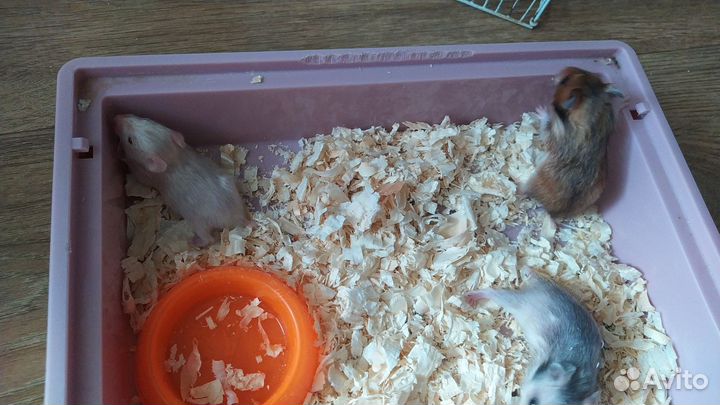 Хомяк бесплатно