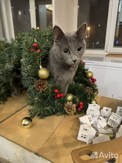 Скоттиш страйт кошка