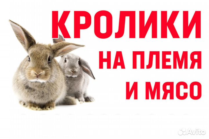 Продаю кроликов