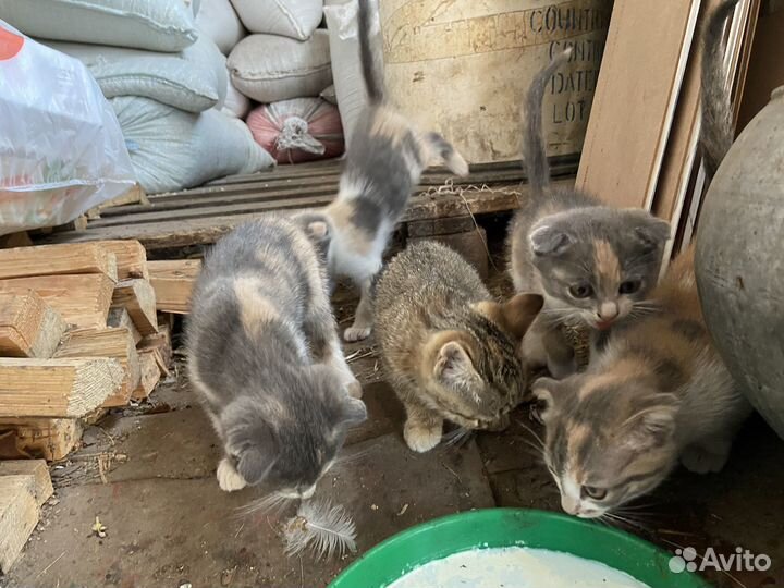 Кошка