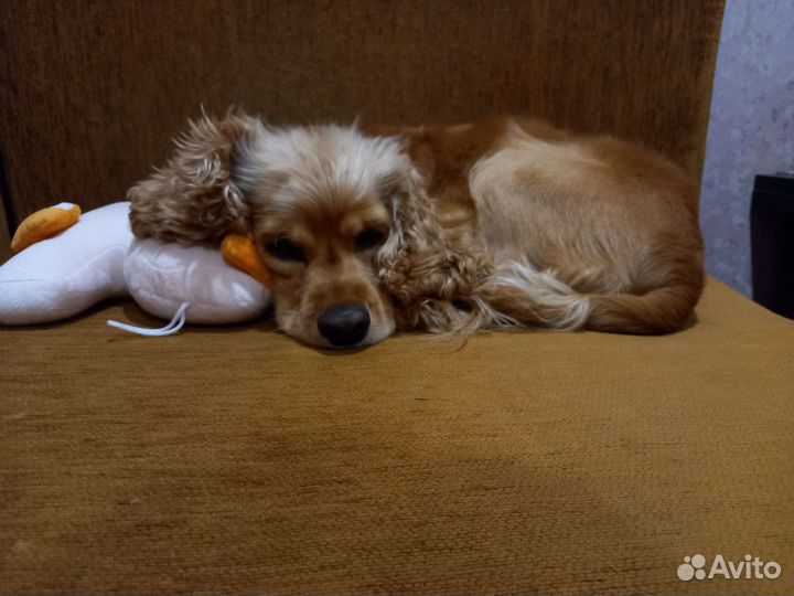 Кокер спаниель,собачки в добрые руки