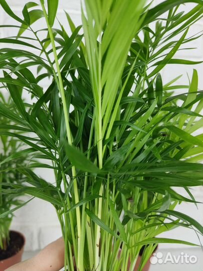 Пальма хамедорея 45 см