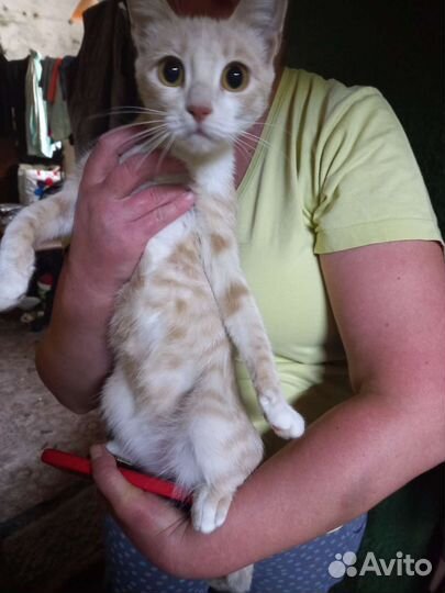 Две кошечки