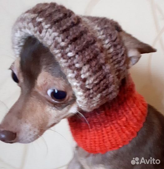 Вязанные шапочки для собак