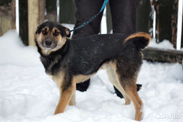 Гриф в добрые руки