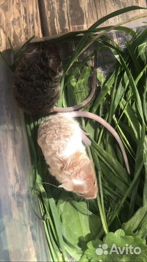 Декоративные мышки