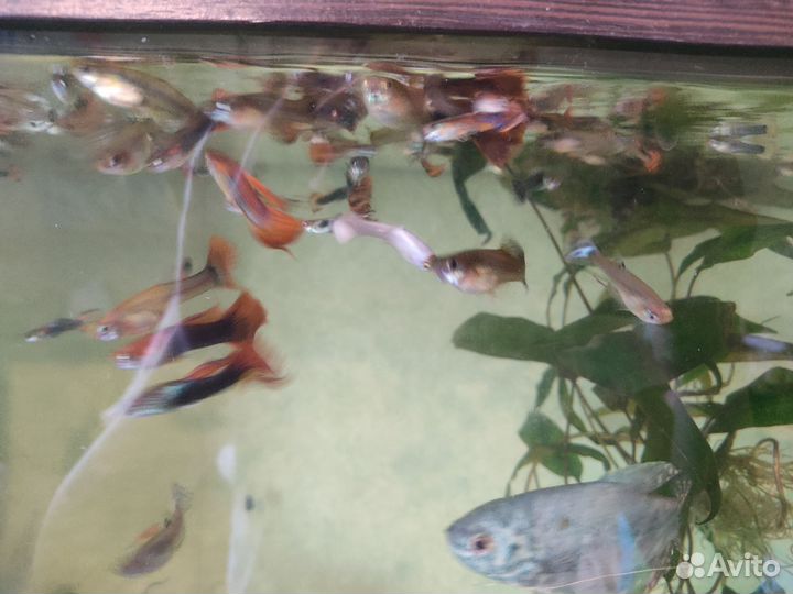 Гуппи рыбки