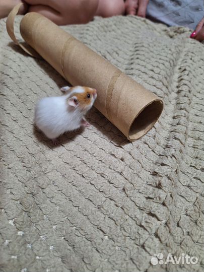 Сирийские Хомячата