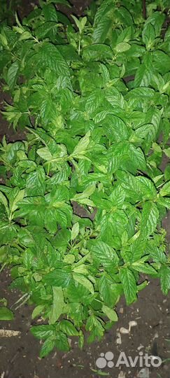 Мята мелисса