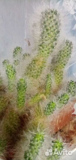 Кактус пушистик