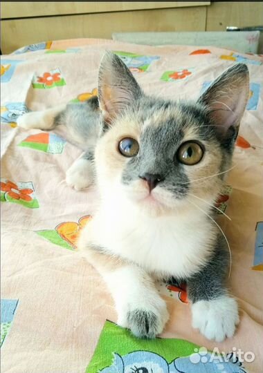 Котенок Мила