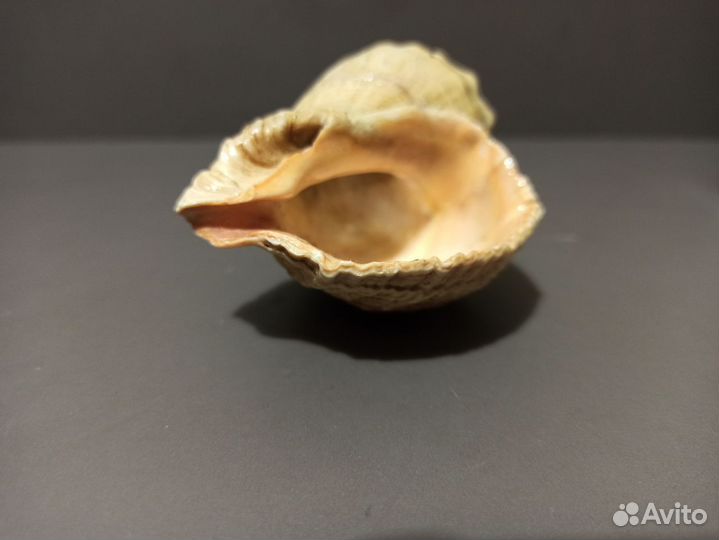 Морская раковина