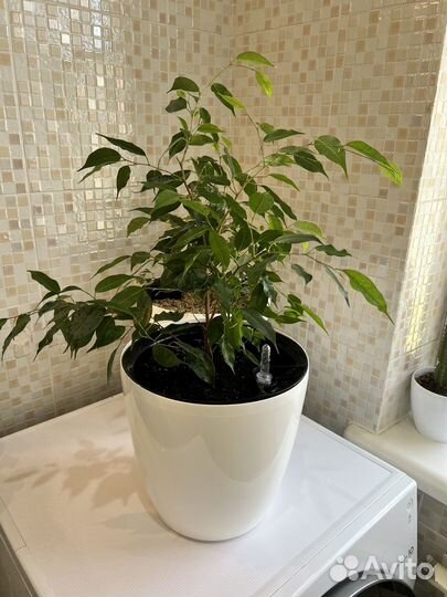 Фикус Бенджамина