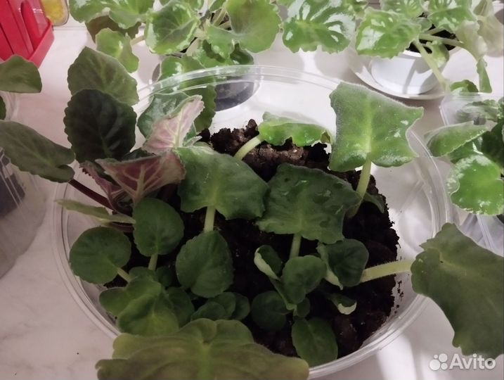 Сортовые фиалки