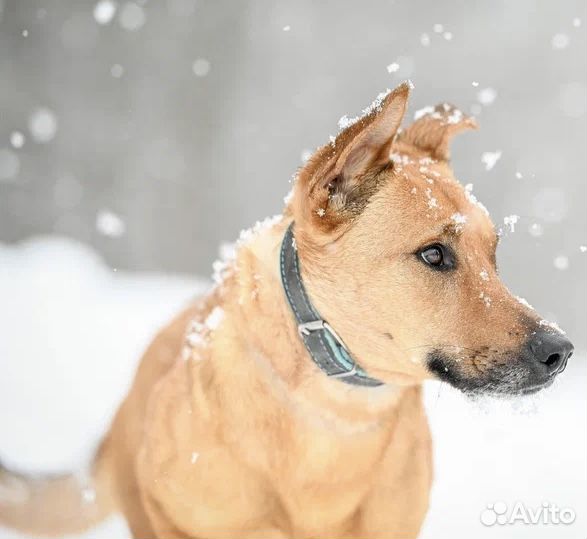 Собаки в дар