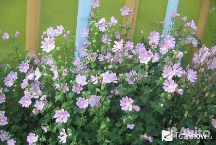 Многолетняя лаватера