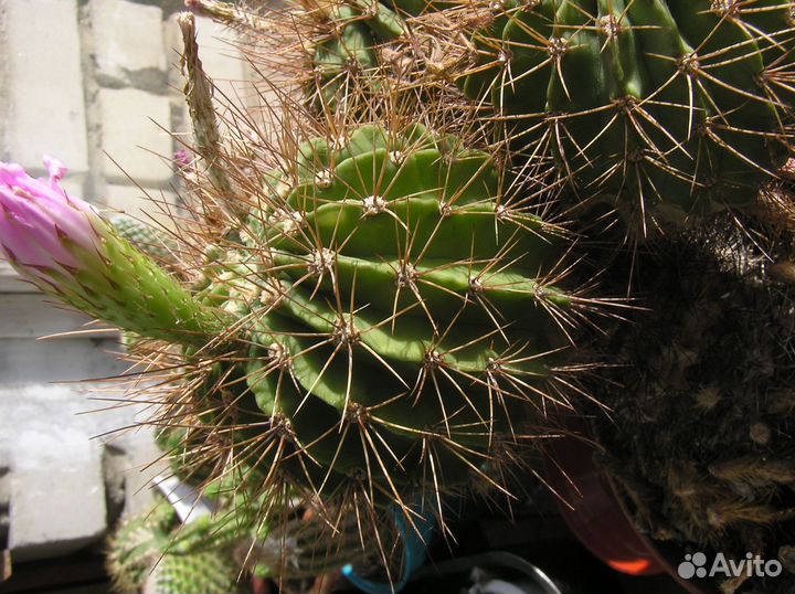 Кактус цветущий трихоцереус атакамский