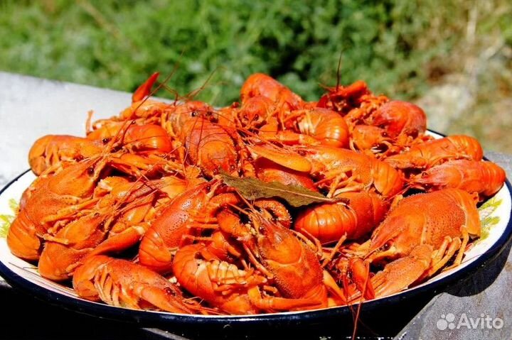 Живые и Вареные Раки бесплатная доставка от 2х кг