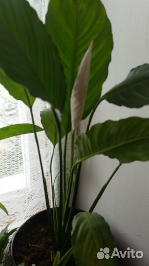 Спатифиллум