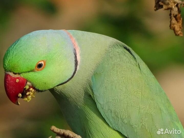 Ожереловый попугай пара