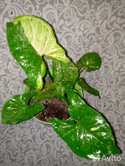 Сингониумы