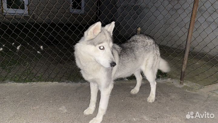 Сибирский хаски