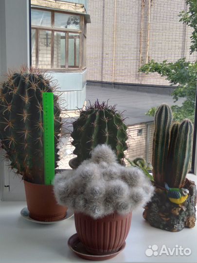 Продам кактусы