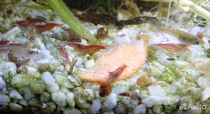 Аквариумные креветки