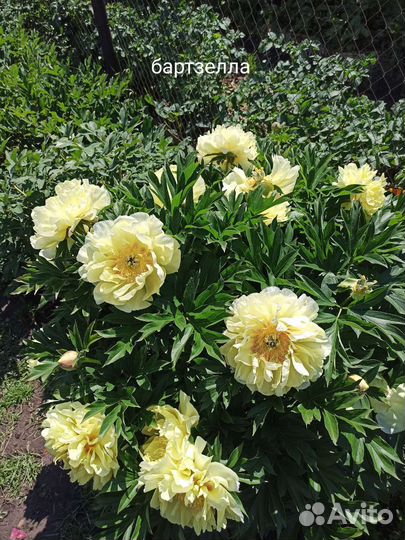 Корни пиона