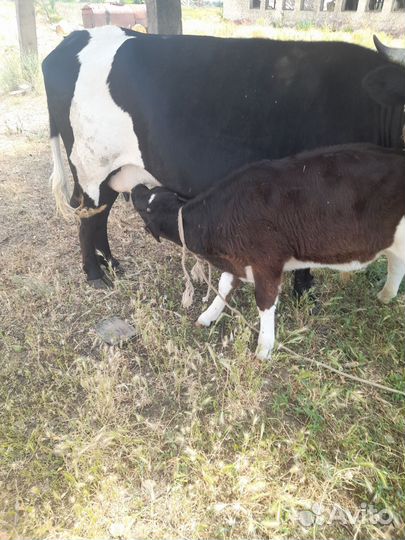 Бык и корова