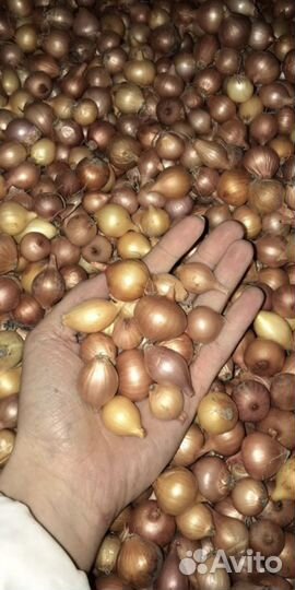 Лук для посадки