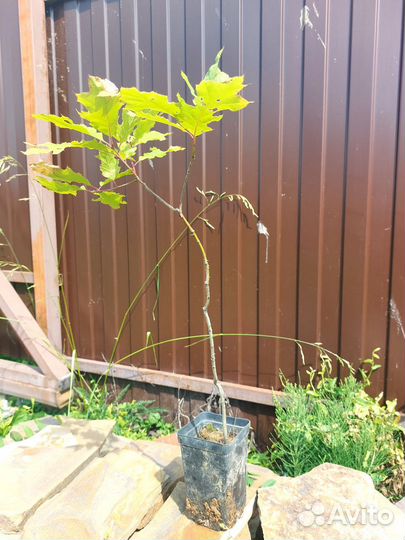 Дуб красный саженцы