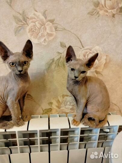 Котята породы девон-рекс