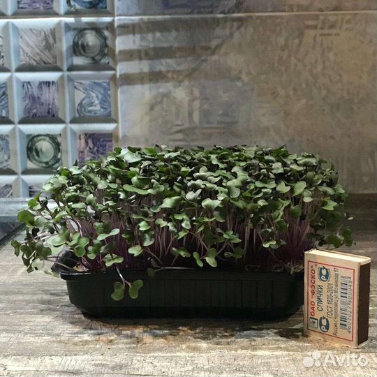 Микрозелень Омск