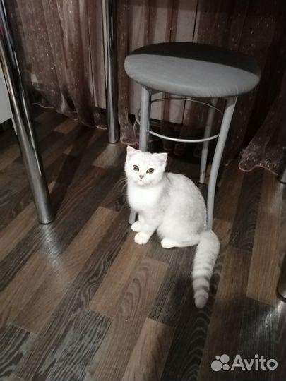Шотландский котик