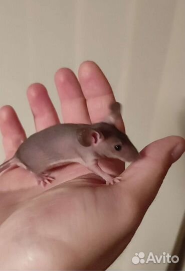 Декоративные мыши