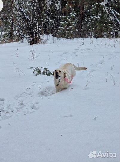 Лабрапупсики