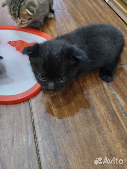 Отдам бесплатно