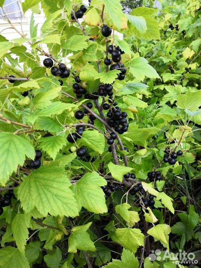 Саженцы черной смородины