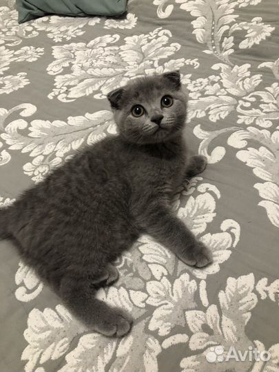 Шотландская кошка