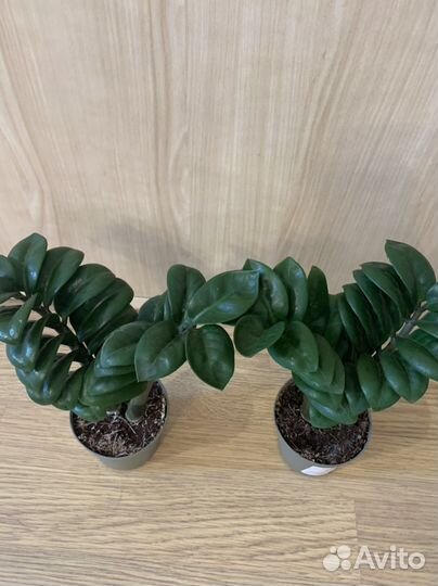 Замиокулькас зензи