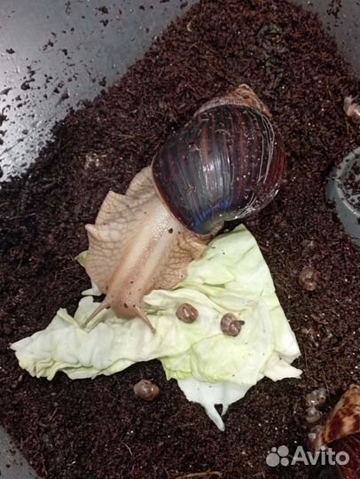 Малыши ахатины