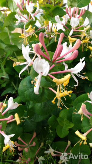 Жимолость Каприфоль