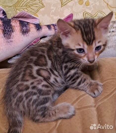 Бенгальский котенок мальчик