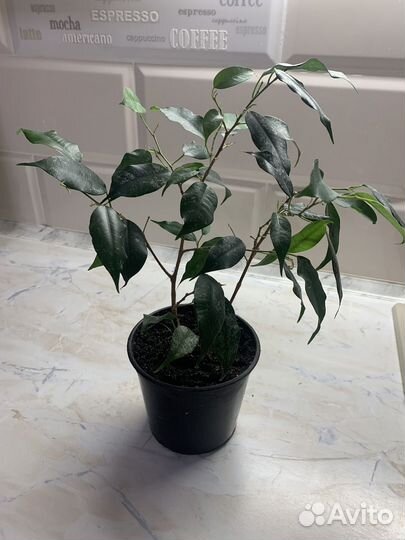 Фикус бенджамина