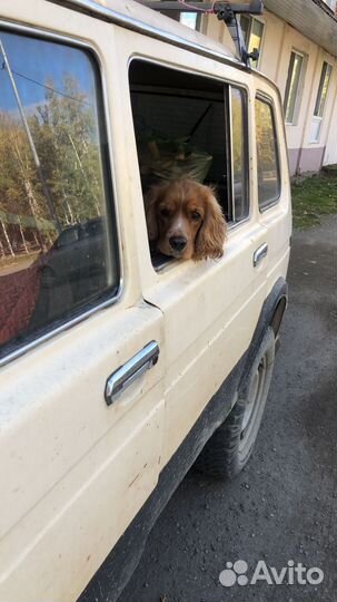 Собака