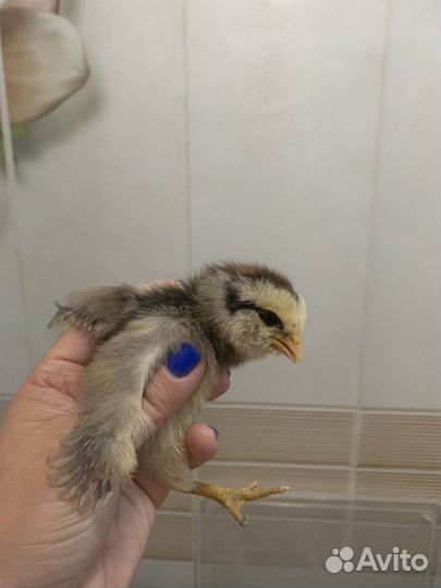 Цыплята Амераукана